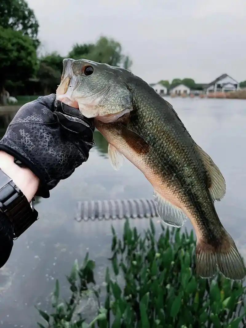 striped bass