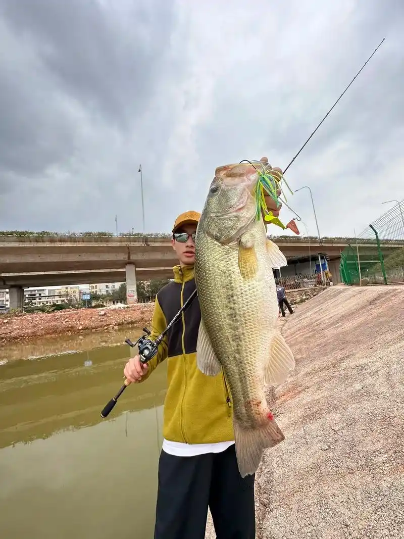 striped bass