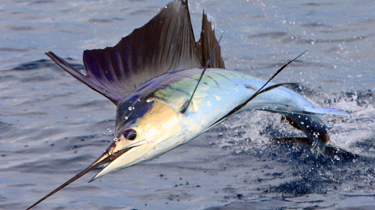 swordfish