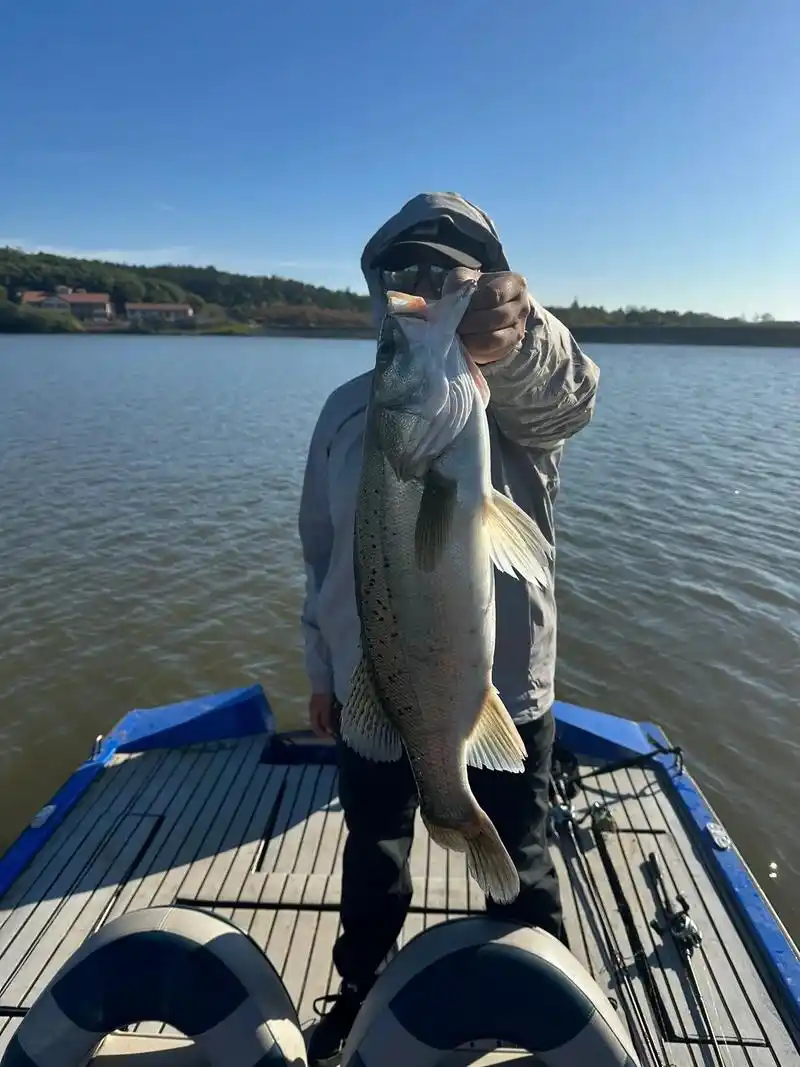 sea ​​bass