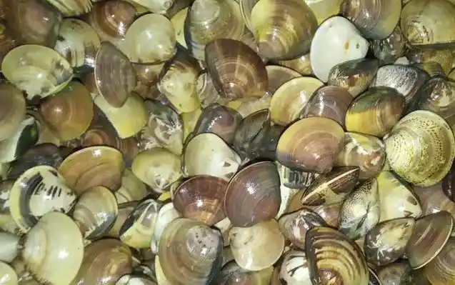 clams